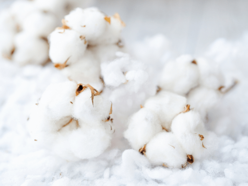 綿とはどんな素材？