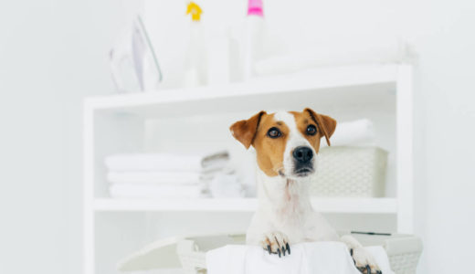 ペット用品を洗濯するときのコツとおすすめの洗剤と便利アイテム