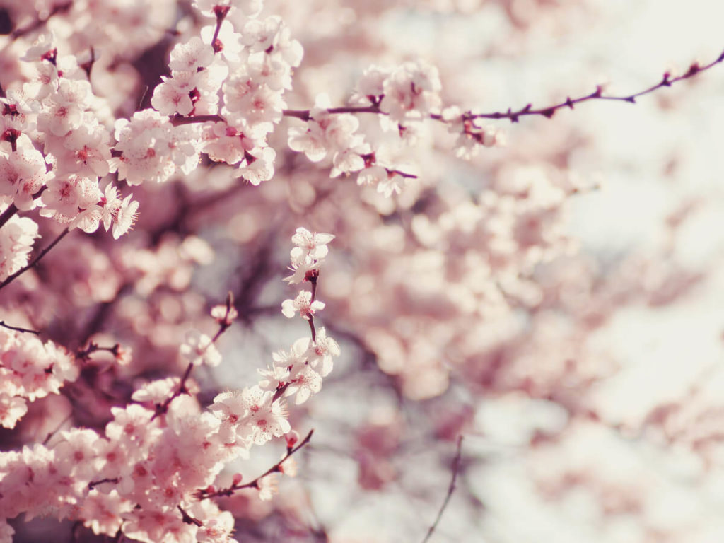 春の気分を柔軟剤の香りで楽しめる！2020年に買える桜の匂いのおすすめ商品