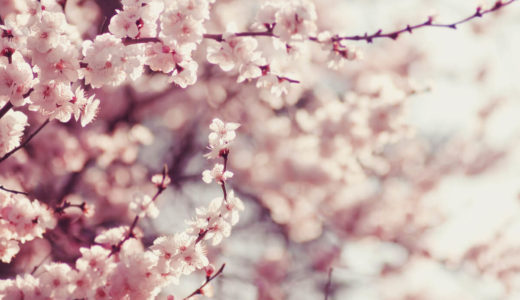 春の気分を柔軟剤の香りで楽しめる！2021年に買える桜の匂いのおすすめ商品