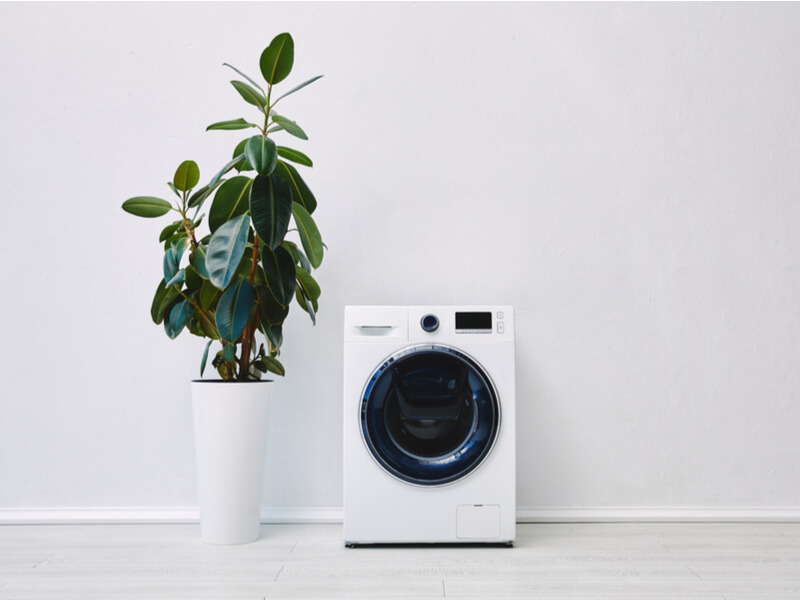 洗濯機と観葉植物